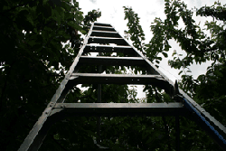 ladder photo by Stacey Holland