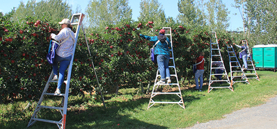 Workers picking apples on ladders