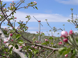 Yakima valley orchard in bloom by Stacey Holland