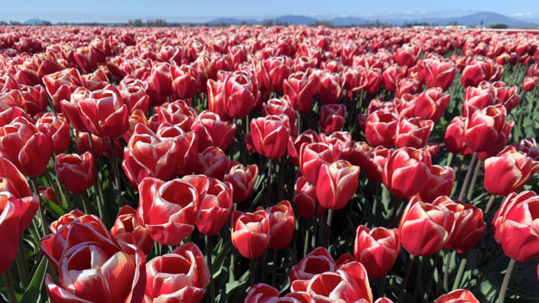 tulips in skagit valley washington