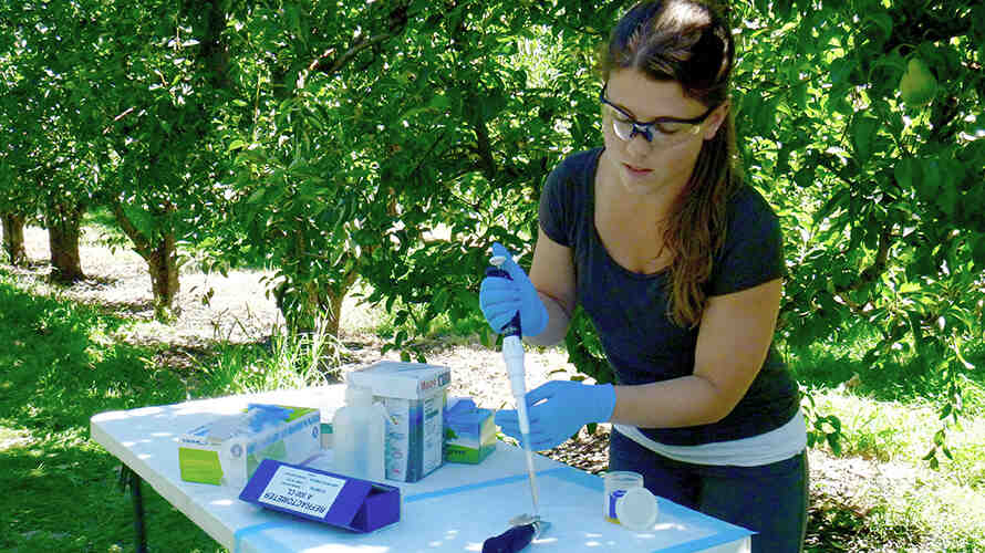 Miriam Caulkins tests samples on-site in an orchard. Photo: Jose Carmona.