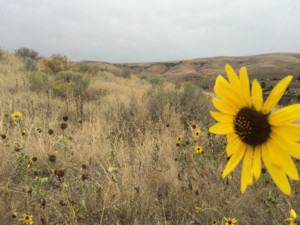 Yakima sunflower.  Photo by PNASH.