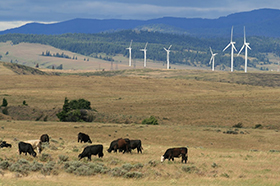 Photo of eastern washington field with cows grazing and windmills in the background.