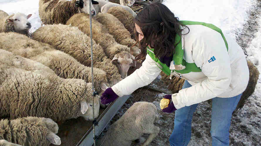 Woman feeds a group of sheep in a snow-covered outdoor space. Photo: Haxney via Flickr.