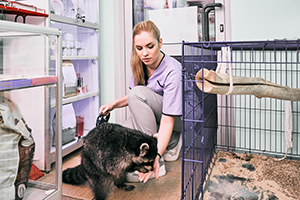 Veterinary worker feeds a raccoon in a veterinary clinic.