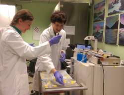 Graduate students in the School of Pharmacy demonstrate how constant flowing media will go through microphysiological systems connected to pumps outside an incubator.
Photo credit Elijah Weber, Department of Pharmaceutics