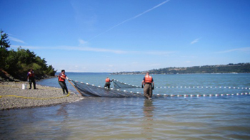 Scientists sample at one of the sites in south Puget Sound.