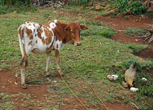 A cow with a chicken and her chicks