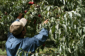 An apple picker reaches into an apple tree to harvest fruit.
