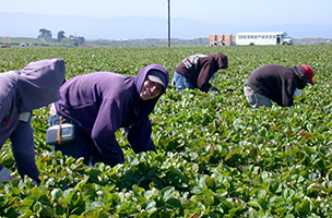Strawberry pickers in a field, wearing purple hoodies, green leafy strawberries around them and a white bus in the background.