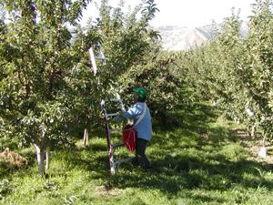 photo of an apple harvester photo of an apple harvester