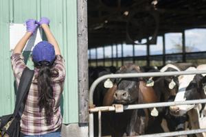 Sara Mar puts up a flytrap next to cattle Sara Mar puts up a flytrap next to cattle