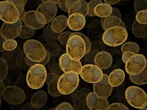 yeast cells under a microscope yeast cells under a microscope
