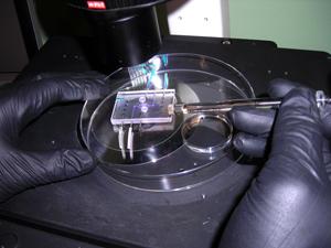 3D cell culture 3D cell culture