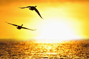 Migratory waterfowl that breed in the Arctic might carry and spread avian flu. Geese flying into a sunset over the ocean