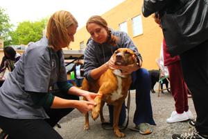 Lara Kreyenhagen and Janna O'Connor give veterinary care to Bailey, one of the pets participating in Feel Good Day. Dog receives vaccination