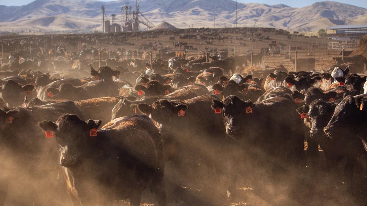 Dozens of cattle stand close together on a farm in California with dust rising from the field they stand on and mountains and industrial infrastructure in the background.