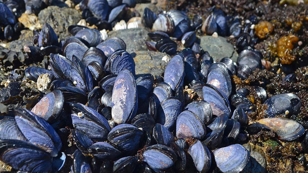 Mussels on a Washington state beach.