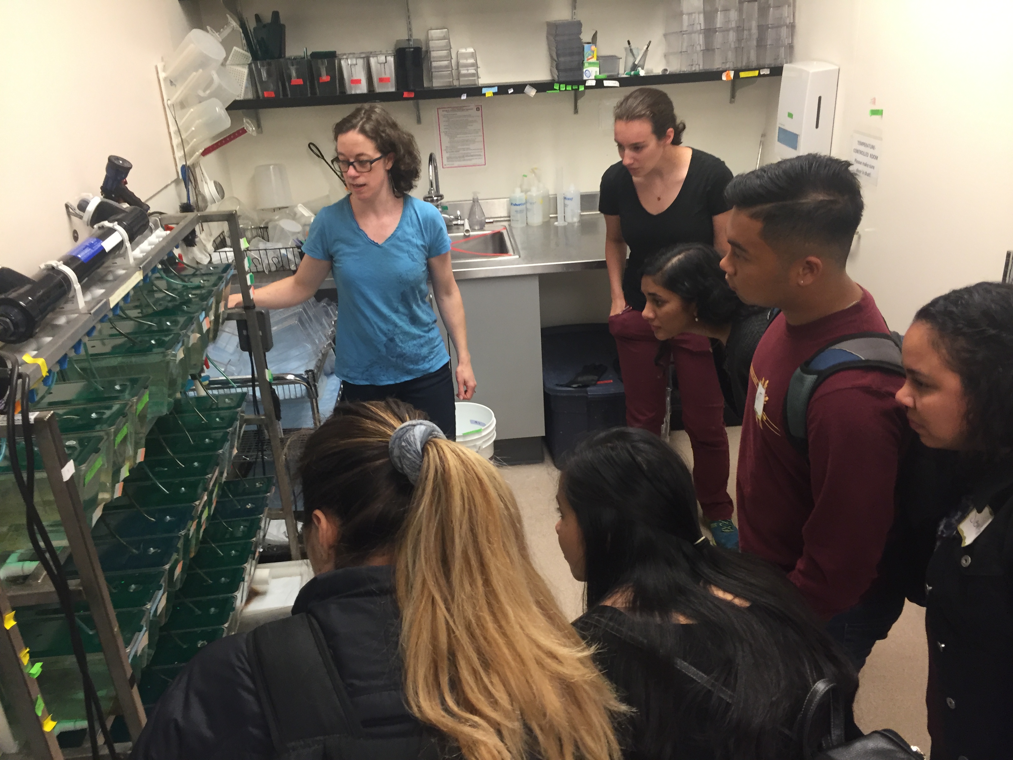 Postdoctoral researcher, Margaret Mills, shows off tanks of zebrafish in the Gallagher lab.