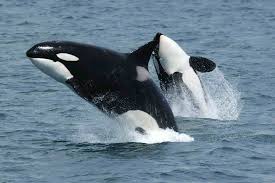 Two breaching orcas