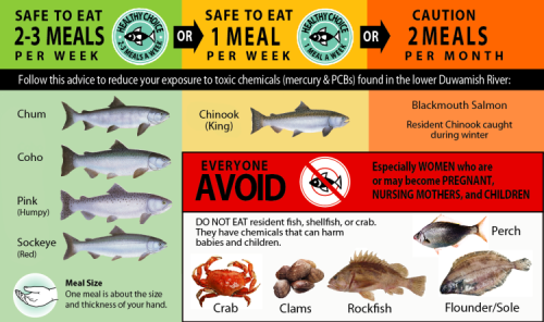 Graphic of an advisory showing which Duwamish River seafood to avoid and which should be consumed in limited amounts