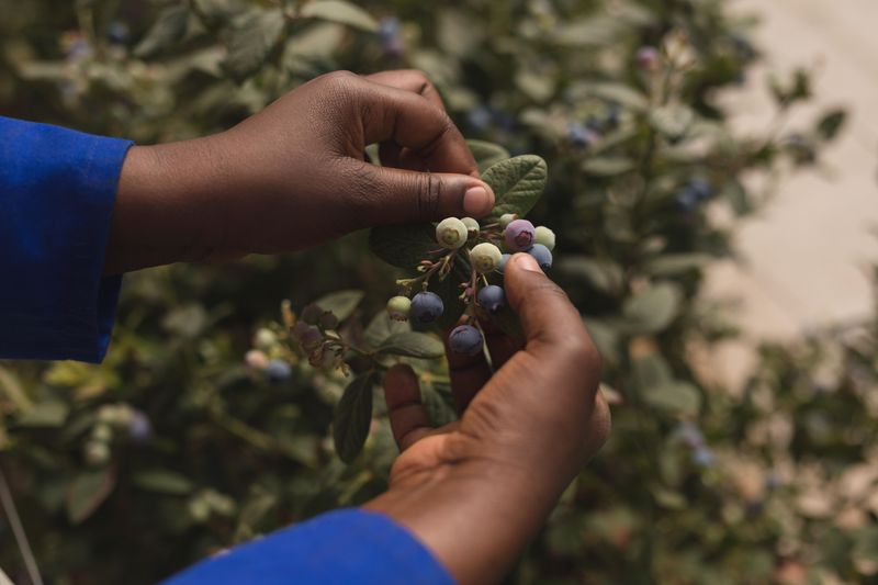 hands picking blueberries