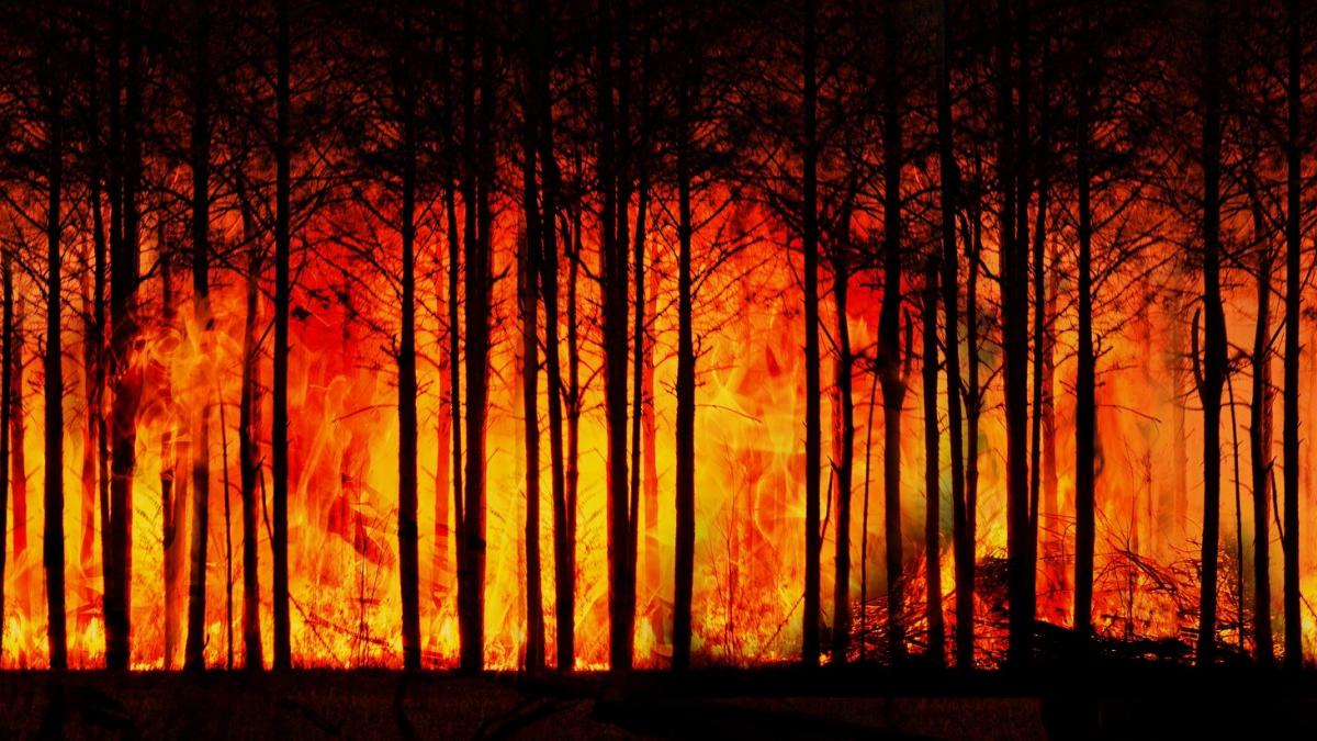 Trees burning in wildfire