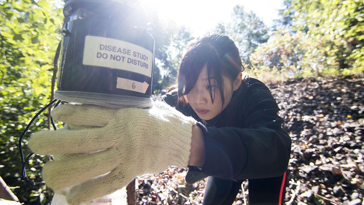DEOHS student checking a trap for mosquitos