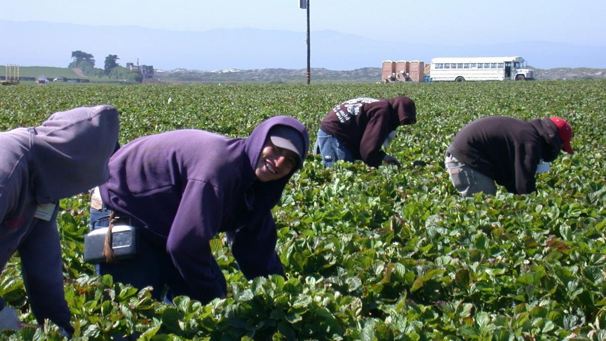 Workers harvesting strawberries