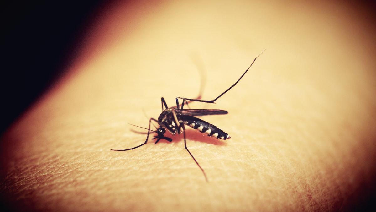 Mosquito perched on human arm