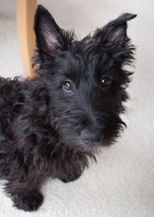 picture of puppy
