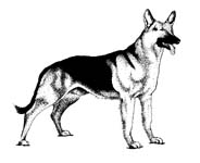 German Shepard clipart