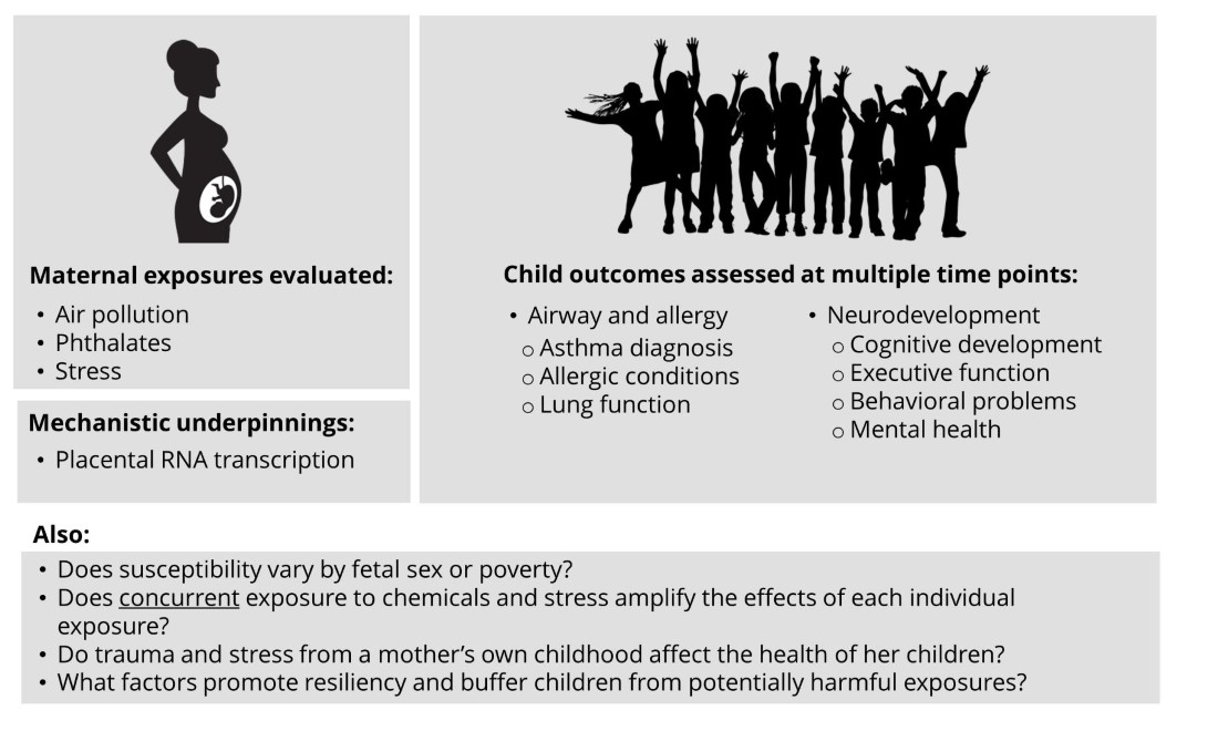 Maternal exposures evaluated: Air pollution; phthalates; stress. Mechanistic underpinnings: Placental RNA transcription. Child outcomes assessed at multiple time points: airway and allergy (asthma diagnosis, allergic conditions, lung function); neurodevelopment (cognitive development, executive function, behavioral problems, mental health). Also: Does susceptibility vary by fetal sex or poverty? Does concurrent exposure to chemicals and stress amplify the effects of each individual exposure? Do trauma and stress from a mother’s own childhood affect the health of her children? What factors promote resiliency and buffer children from potentially harmful exposures?
