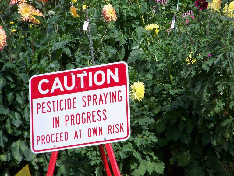 A sign warning that pesticide spraying is in progress in front of a row of flowers