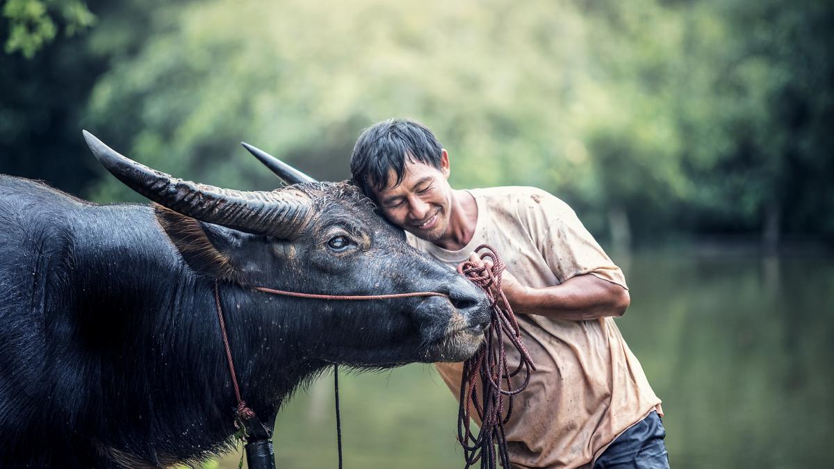 A man lays his cheek against a water buffalo while holding a harness.