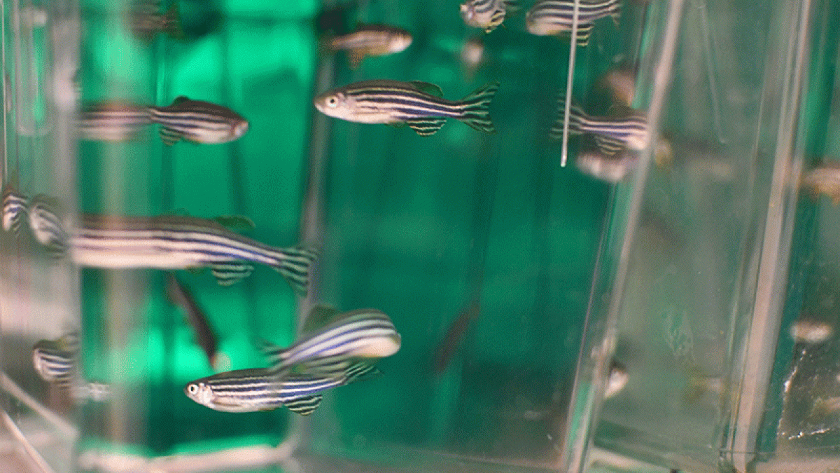 Zebra fish swim in a lab tank. 