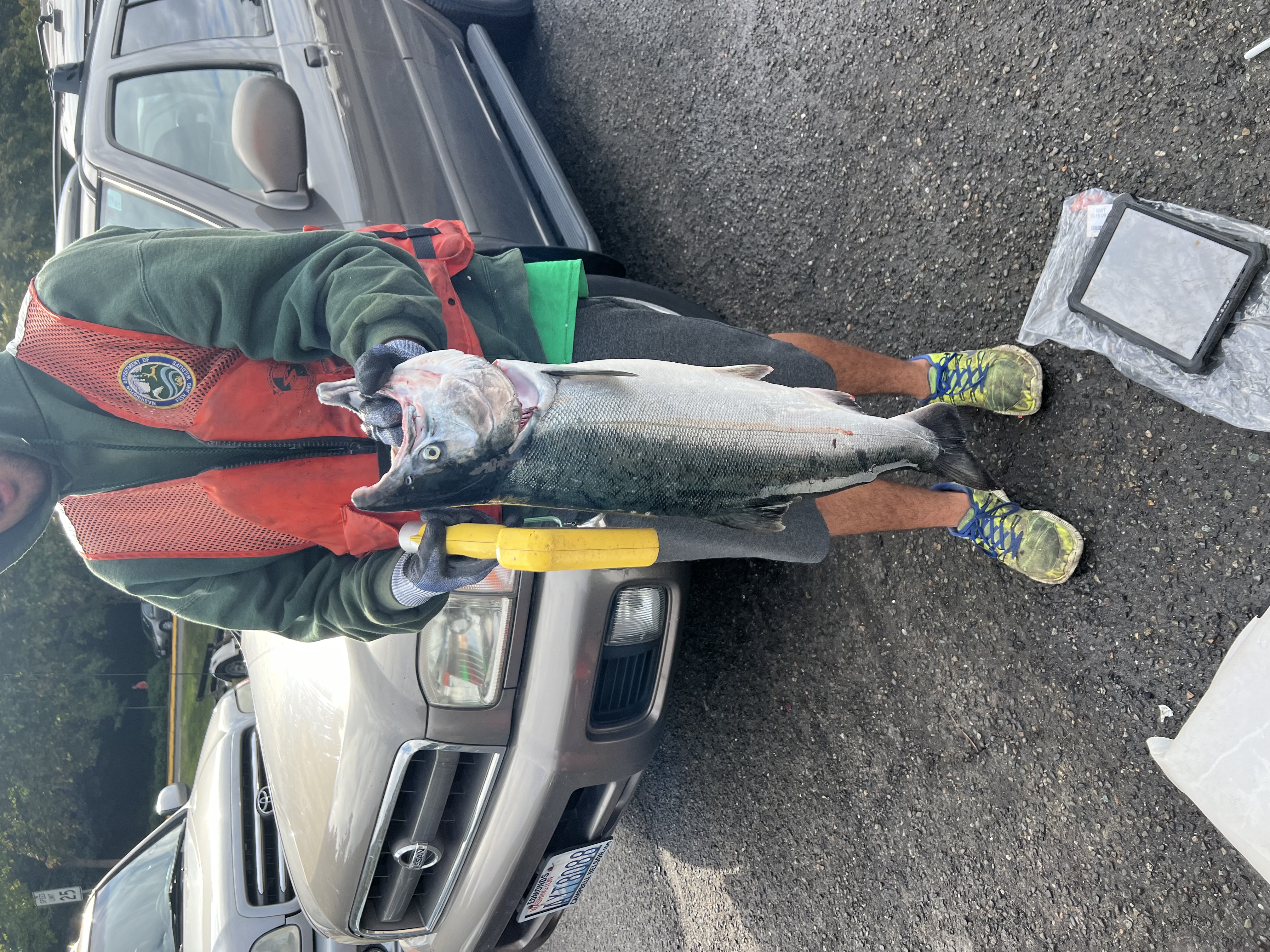 field worker holding a salmon