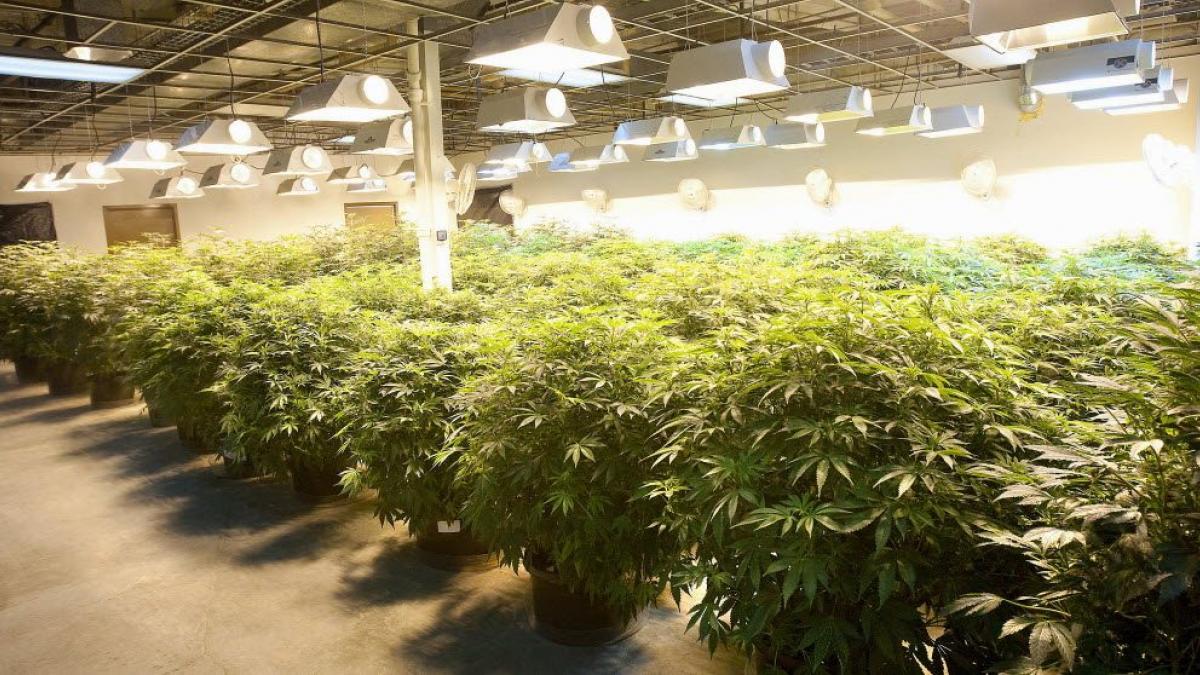 Is Over-Exposure to UV Light a Hazard in Cannabis Growing Facilities? UW  Researchers say Yes.