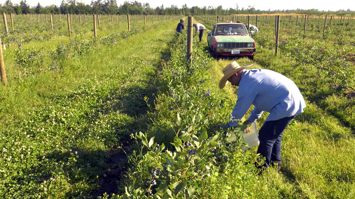 worker picking blueberries