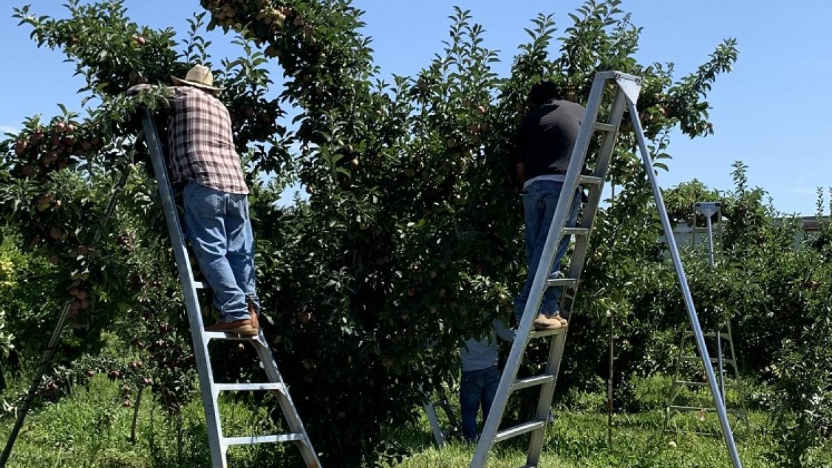 Agriculture workers picking from a tree