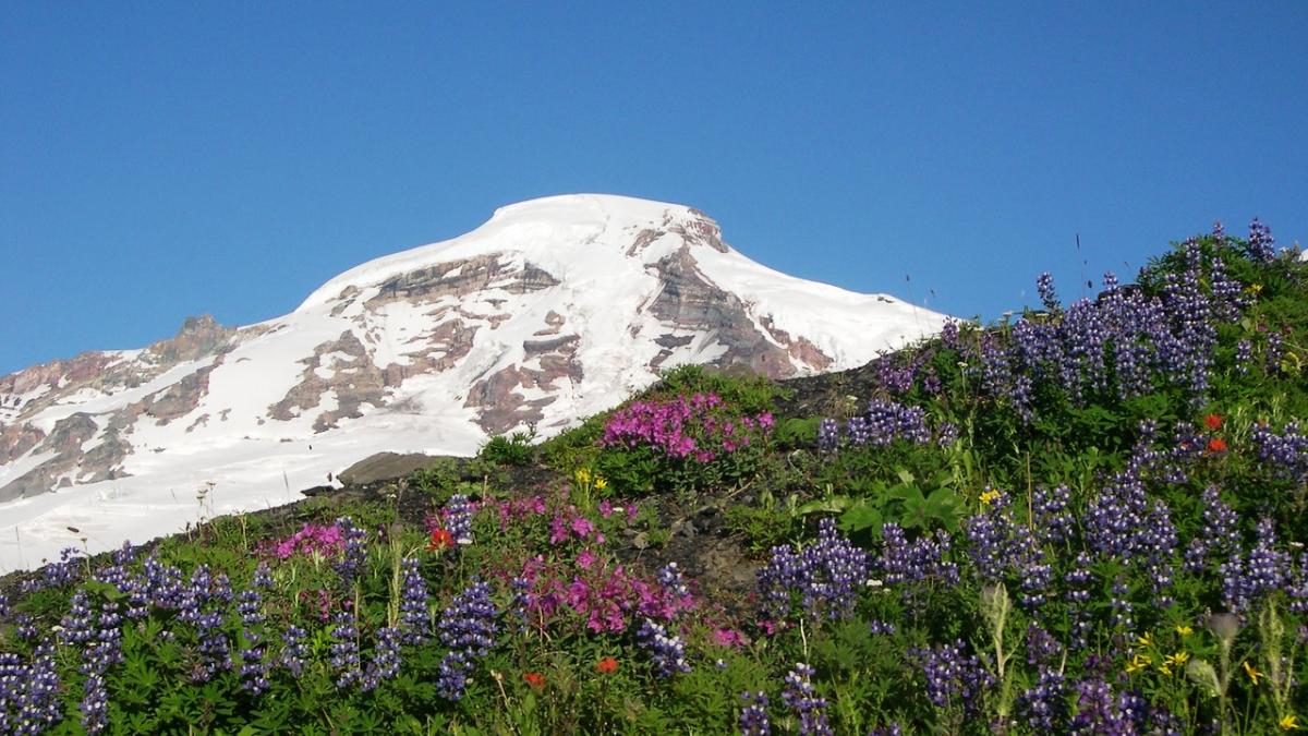 Mt. Rainier and field of flowers