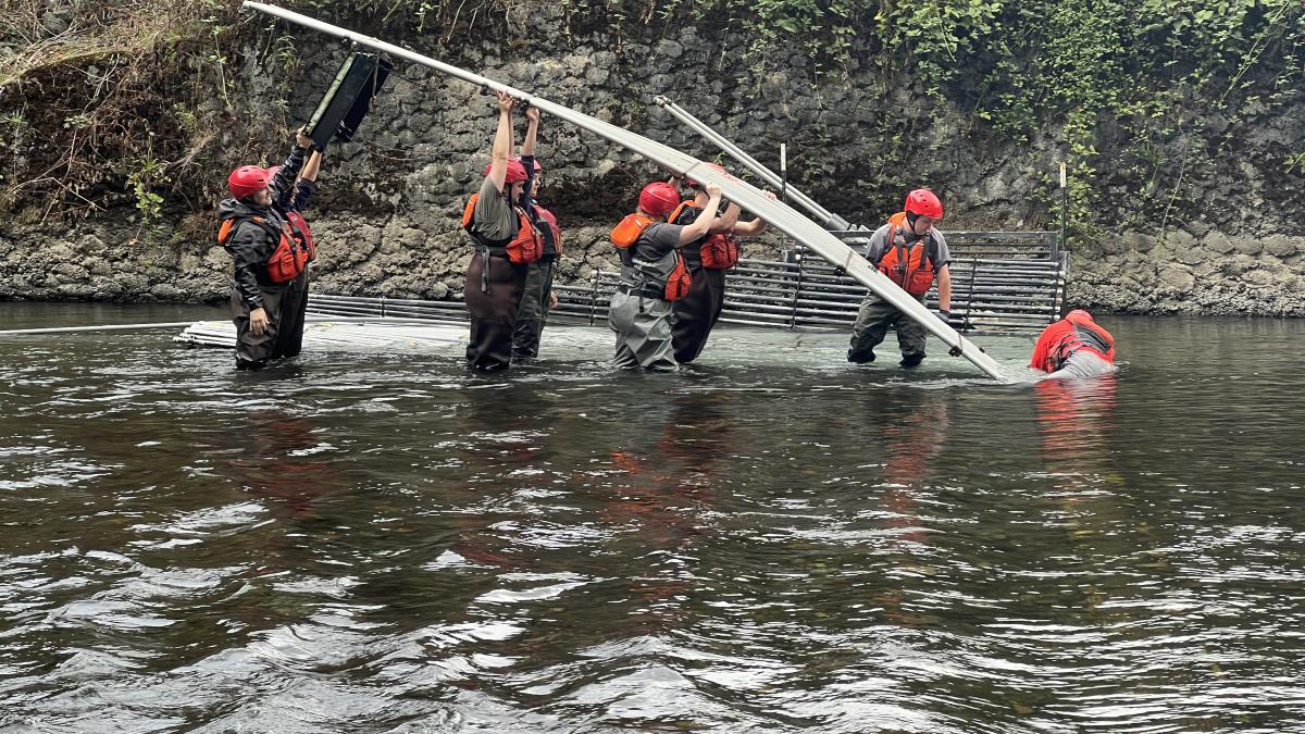 Field techs working with salmon in the river