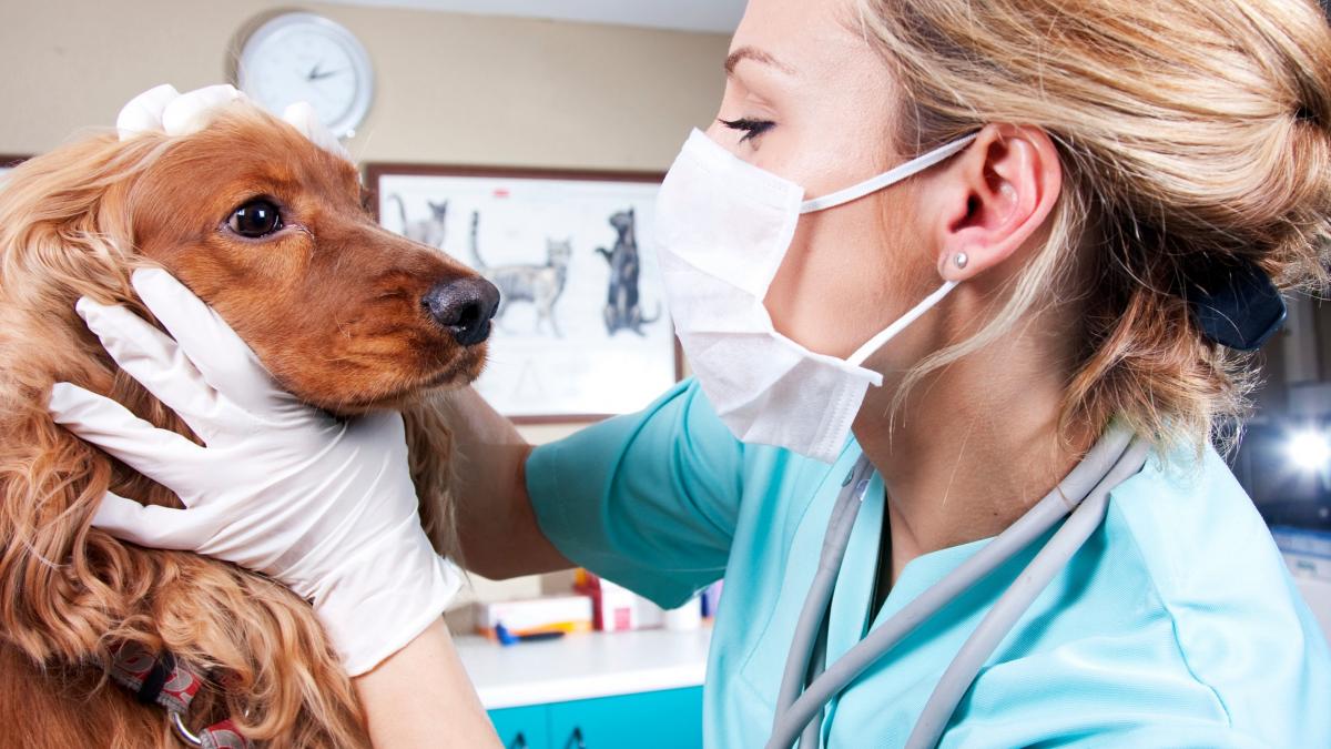 vet with dog