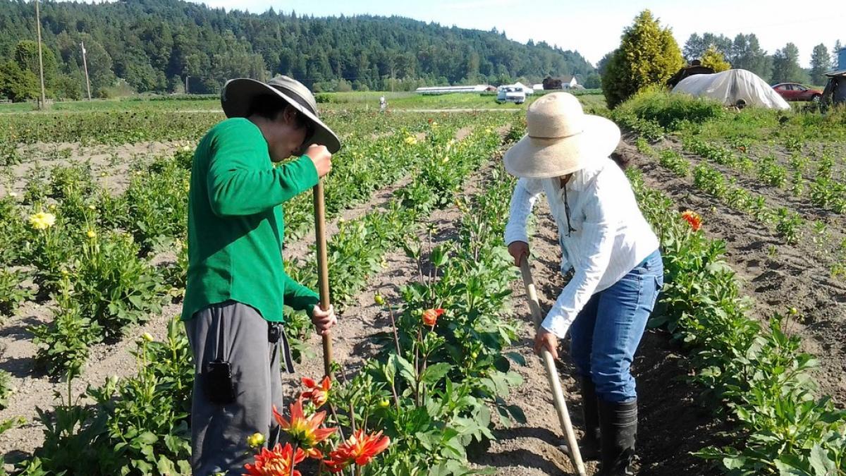 Workers in the field