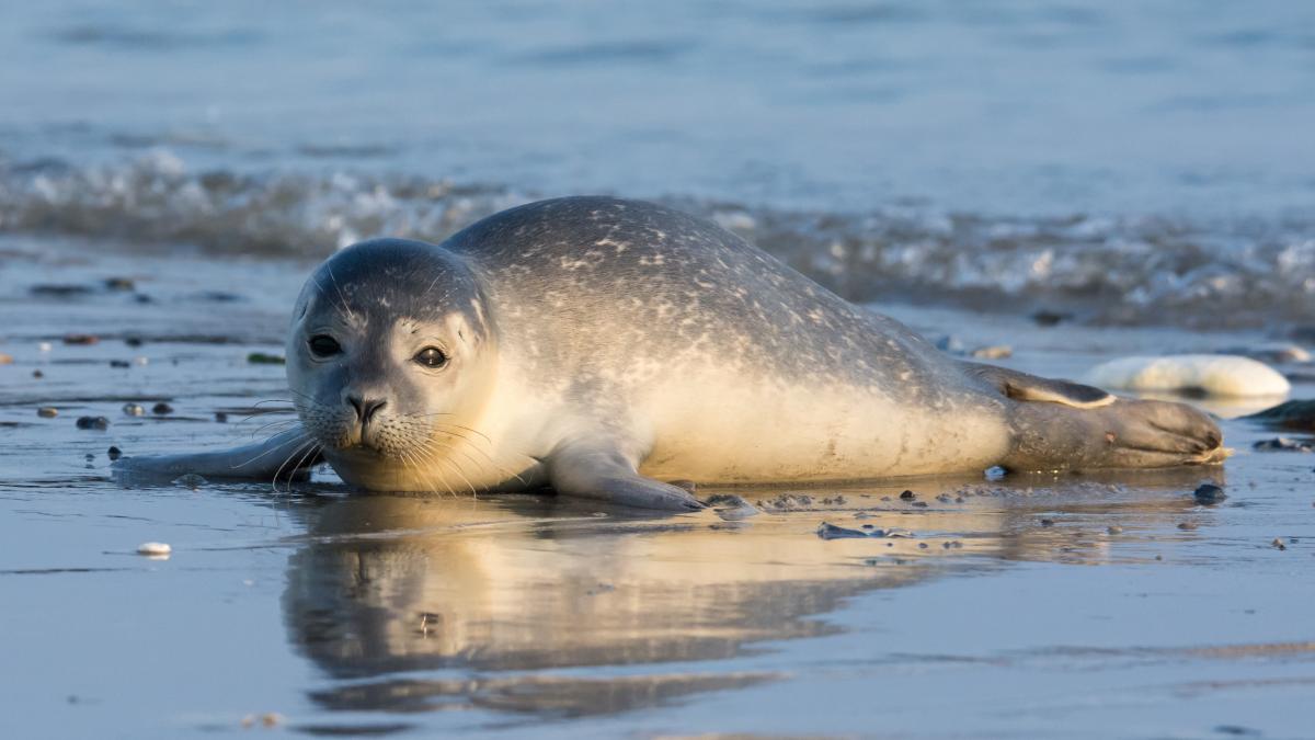 harbor seal pup on the beach