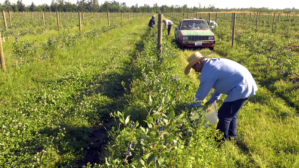 worker picking blueberries