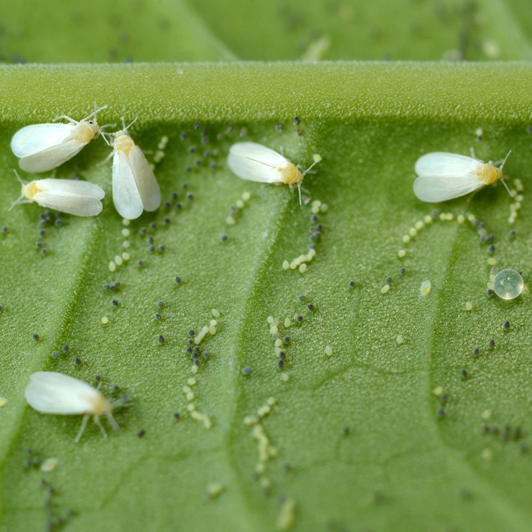 Whitefly on a greenhouse plant.