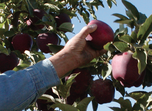 Image of worker's hand picking fruit