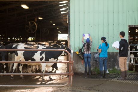 image workers near cow pen