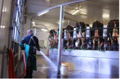 image of cows in milking parlor
